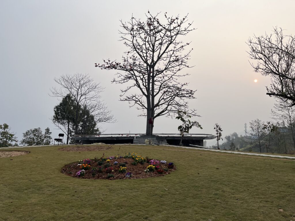 Tree at Nirvana Camp