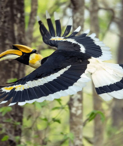 Bird Watching in Kavrepalanchowk: The Ultimate Nature Escape