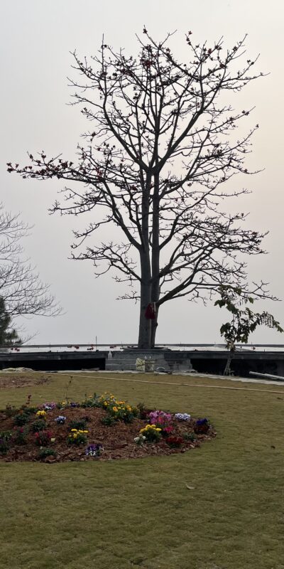 The Mystical Beauty of the Tree at Nirvana Camp